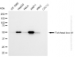 KD-Validated Anti-Forkhead box A1 Rabbit Monoclonal Antibody